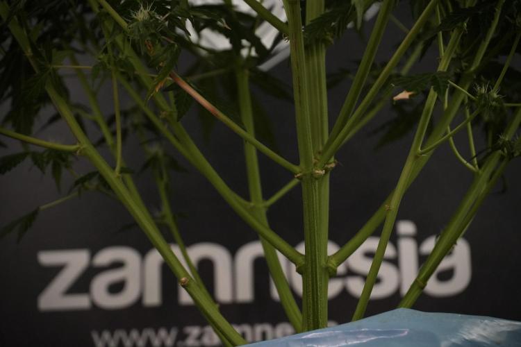 Lemon Cherry Gelato YumYum. Week 8 - LED burs 