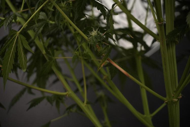 Lemon Cherry Gelato YumYum. Week 8 - LED burs 