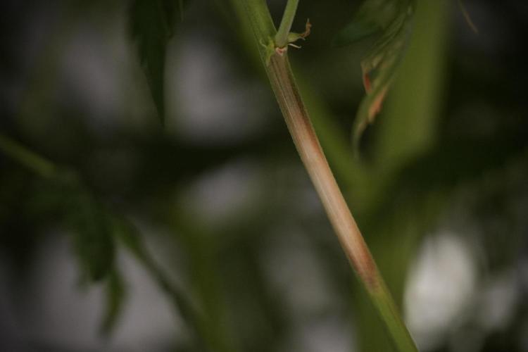 Lemon Cherry Gelato YumYum. Week 8 - LED burs 