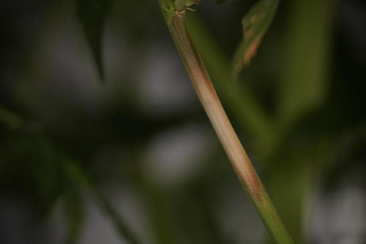 Lemon Cherry Gelato YumYum. Week 8 - LED burs 