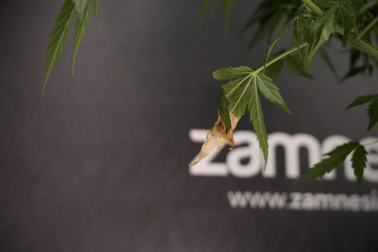 Lemon Cherry Gelato YumYum. Week 8 - LED burs 