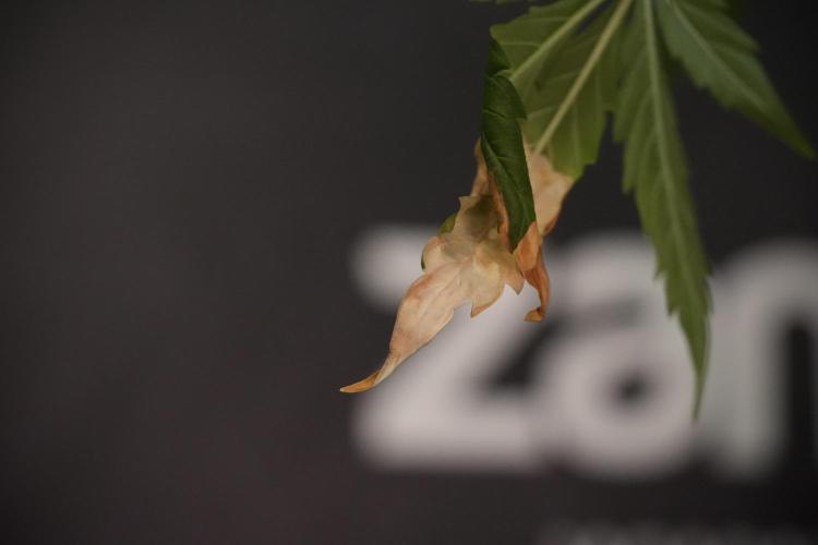 Lemon Cherry Gelato YumYum. Week 8 - LED burs 