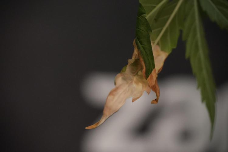Lemon Cherry Gelato YumYum. Week 8 - LED burs 