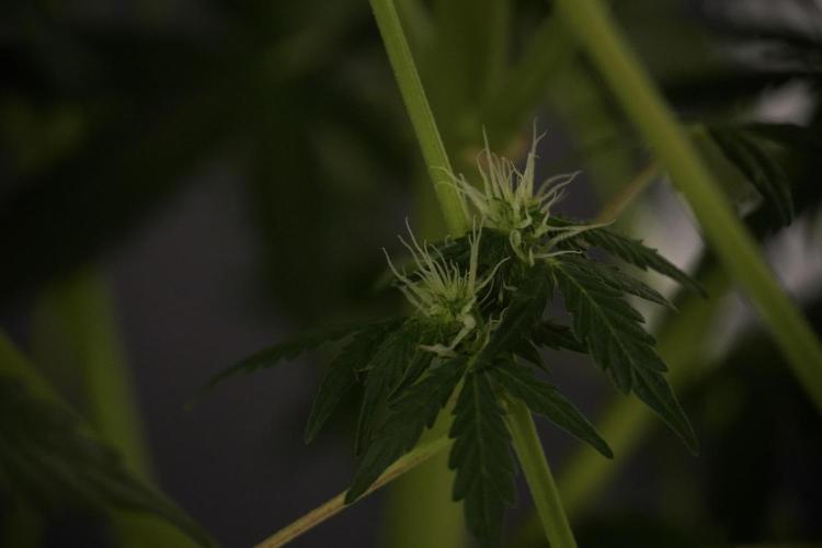 Lemon Cherry Gelato YumYum. Week 8 - LCG Studio Times 