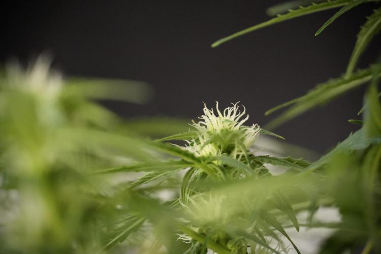 Lemon Cherry Gelato YumYum. Week 8 - LCG Studio Times 