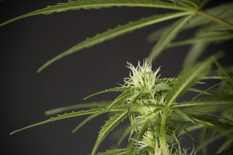 Lemon Cherry Gelato YumYum. Week 8 - LCG Studio Times 