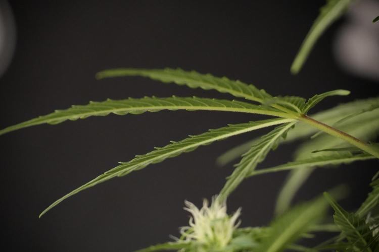 Lemon Cherry Gelato YumYum. Week 8 - LCG Studio Times 