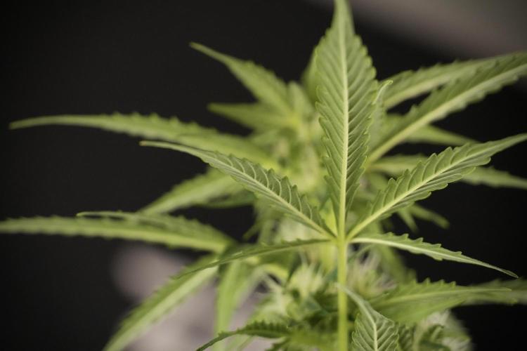 Lemon Cherry Gelato YumYum. Week 8 - LCG Studio Times 