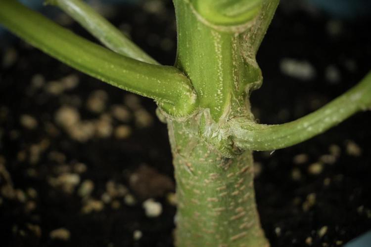 Lemon Cherry Gelato YumYum. Week 8 - LCG Studio Times 