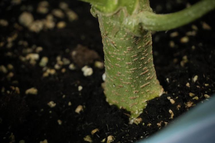 Lemon Cherry Gelato YumYum. Week 8 - LCG Studio Times 