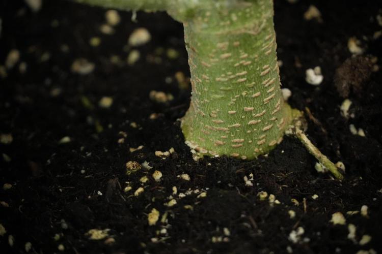 Lemon Cherry Gelato YumYum. Week 8 - LCG Studio Times 