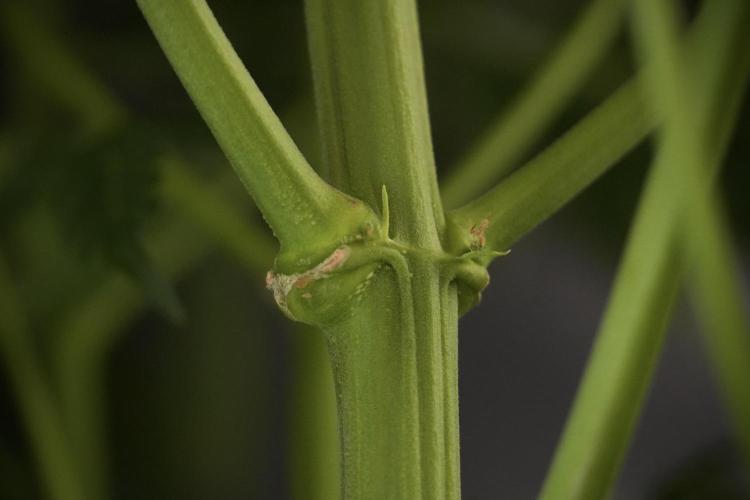 Lemon Cherry Gelato YumYum. Week 8 - LCG Studio Times 