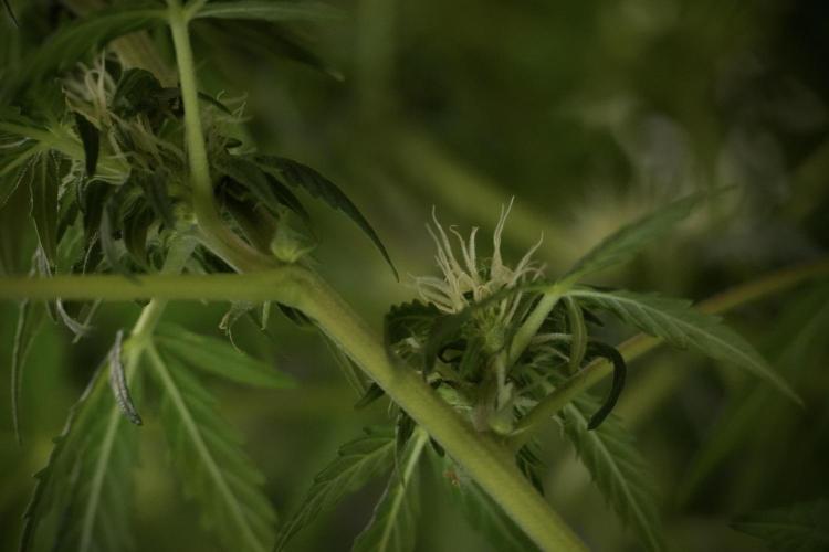 Lemon Cherry Gelato YumYum. Week 8 - LCG Studio Times 