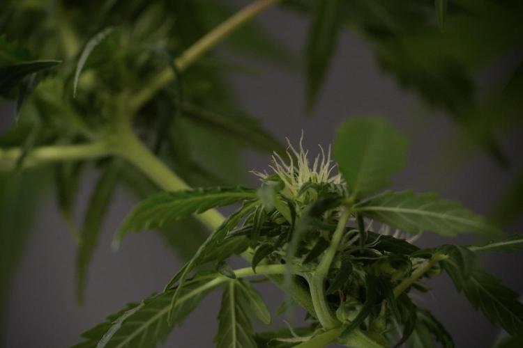 Lemon Cherry Gelato YumYum. Week 8 - LCG Studio Times 