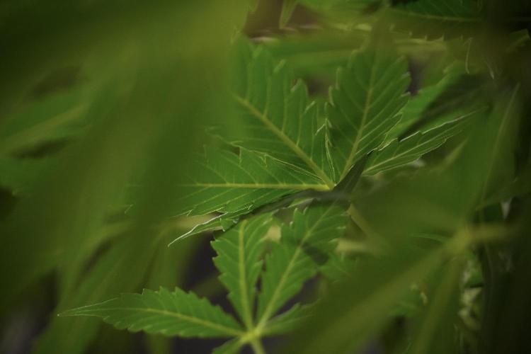 Lemon Cherry Gelato YumYum. Week 8 - LCG Studio Times 