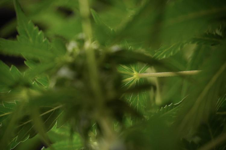 Lemon Cherry Gelato YumYum. Week 8 - LCG Studio Times 