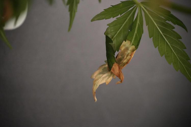 Lemon Cherry Gelato YumYum. Week 8 - LED burns 