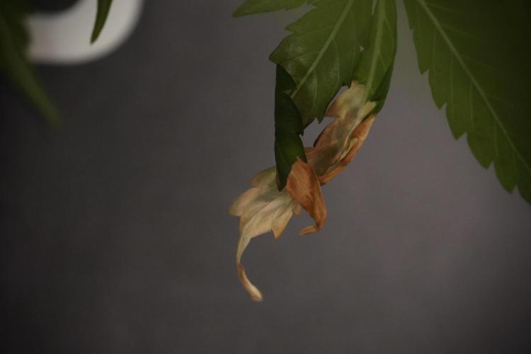 Lemon Cherry Gelato YumYum. Week 8 - LED burns