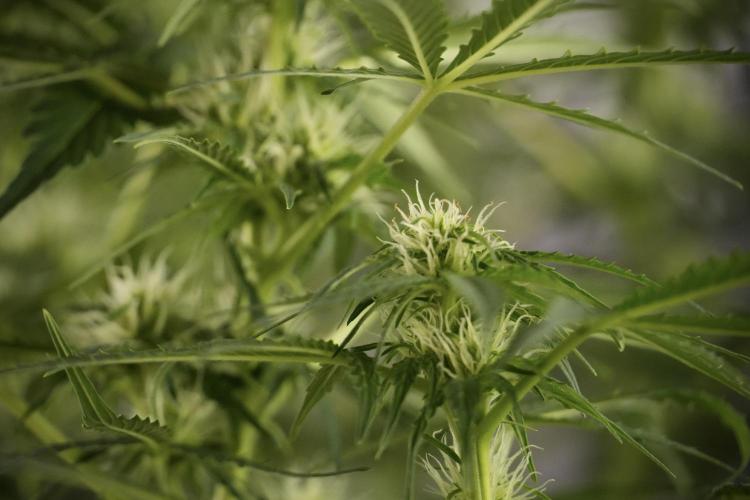 Lemon Cherry Gelato YumYum. Week 8 - LCG Studio Times 