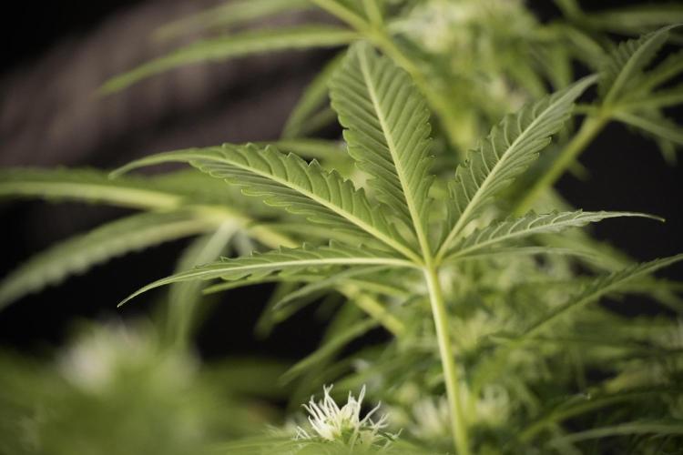 Lemon Cherry Gelato YumYum. Week 8 - LCG Studio Times 