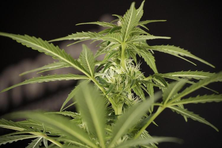 Lemon Cherry Gelato YumYum. Week 8 - LCG Studio Times 