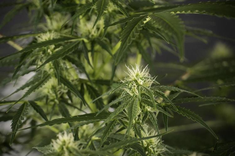 Lemon Cherry Gelato YumYum. Week 8 - LCG Studio Times 