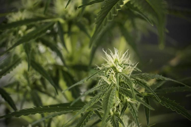 Lemon Cherry Gelato YumYum. Week 8 - LCG Studio Times 