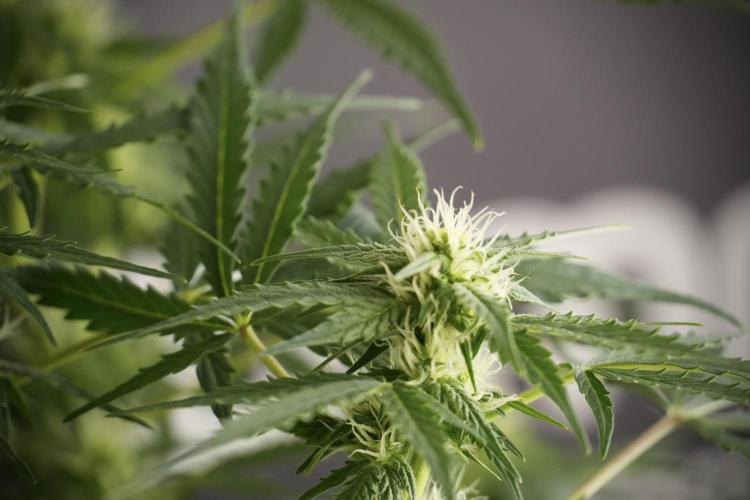 Lemon Cherry Gelato YumYum. Week 8 - LCG Studio Times 