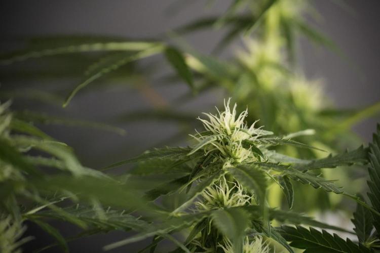 Lemon Cherry Gelato YumYum. Week 8 - LCG Studio Times 