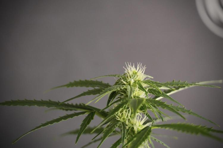 Lemon Cherry Gelato YumYum. Week 8 - LCG Studio Times 