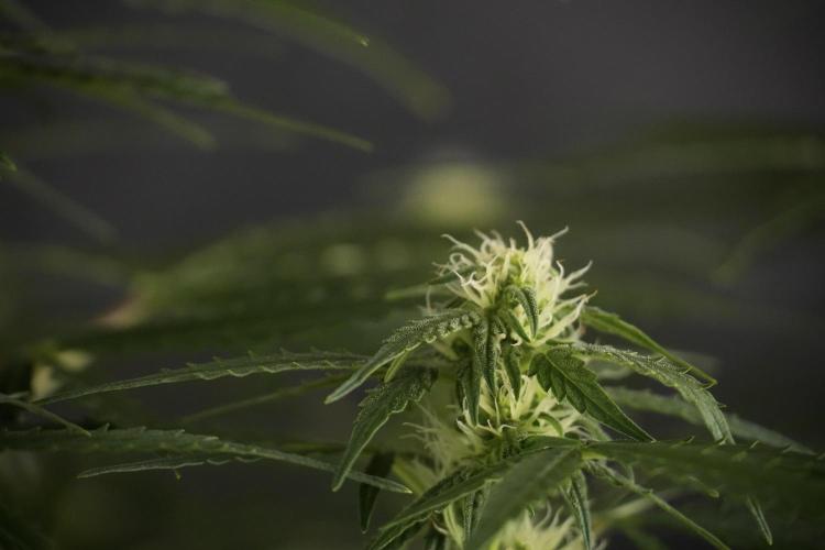 Lemon Cherry Gelato YumYum. Week 8 - LCG Studio Times 