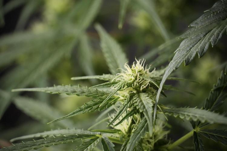 Lemon Cherry Gelato YumYum. Week 8 - LCG Studio Times 