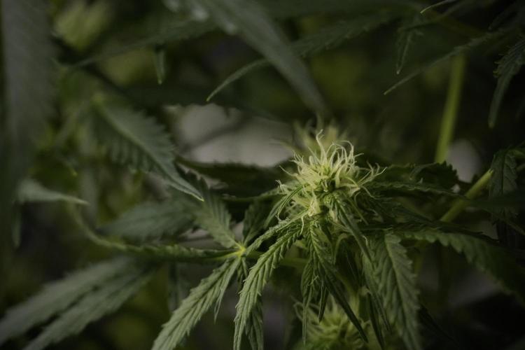 Lemon Cherry Gelato YumYum. Week 8 - LCG Studio Times 