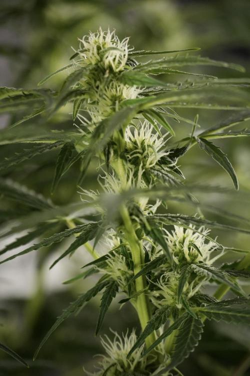 Lemon Cherry Gelato YumYum. Week 8 - LCG Studio Times 