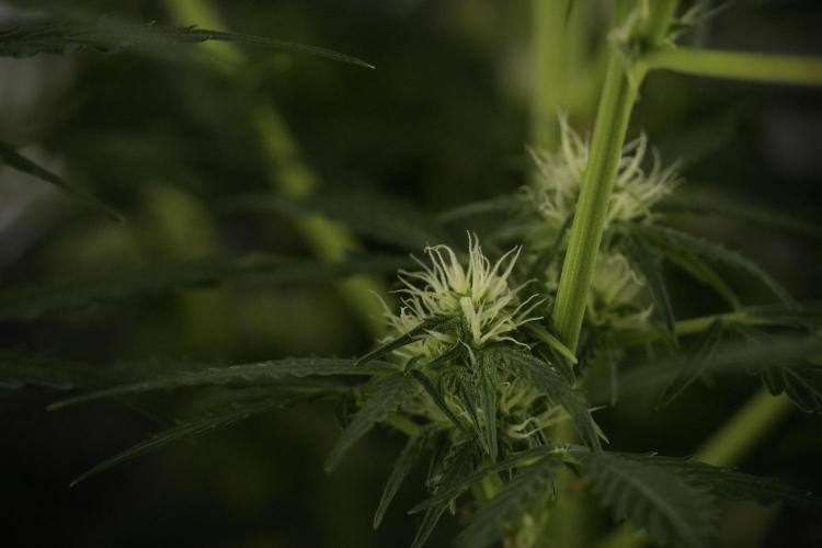 Lemon Cherry Gelato YumYum. Week 8 - LCG Studio Times 