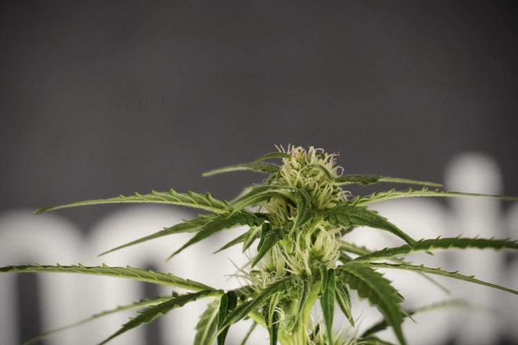 Lemon Cherry Gelato YumYum. Week 8 - LCG Studio Times 