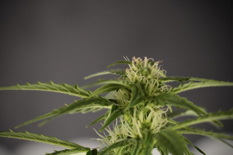 Lemon Cherry Gelato YumYum. Week 8 - LCG Studio Times 