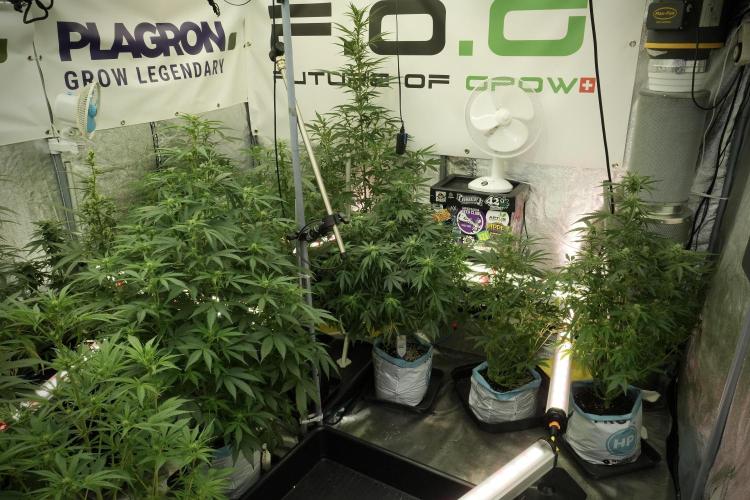 Lemon Cherry Gelato YumYum. Week 8 - Room and vibes 