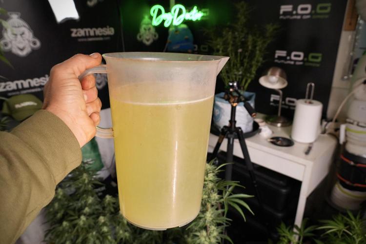 Lemon Cherry Gelato YumYum. Week 8 - Hand water all one by one 