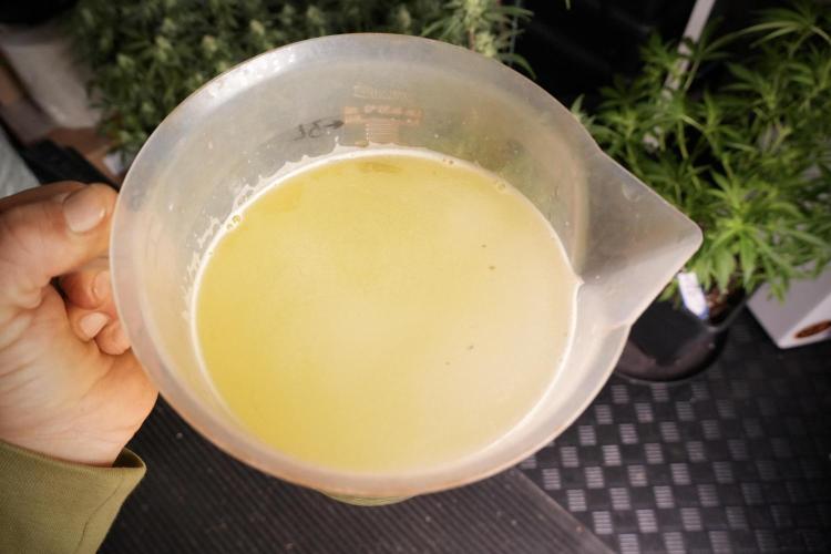 Lemon Cherry Gelato YumYum. Week 8 - Hand water all one by one 