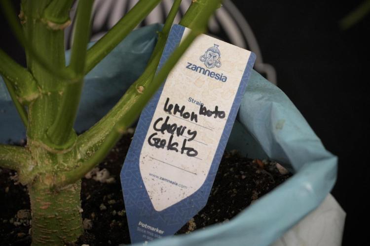 Lemon Cherry Gelato YumYum. Week 8 - LCG Studio Times 