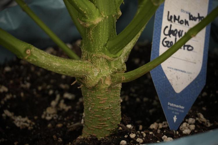 Lemon Cherry Gelato YumYum. Week 8 - LCG Studio Times 