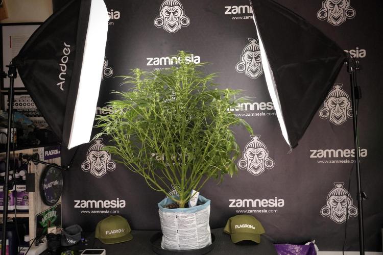 Lemon Cherry Gelato YumYum. Week 8 - LCG Studio Times 