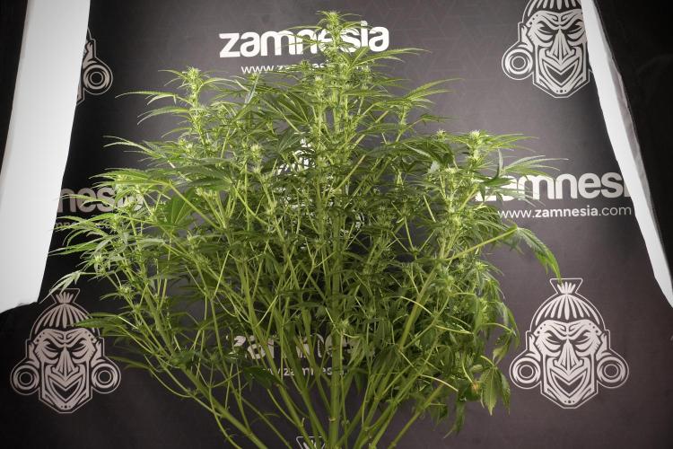 Lemon Cherry Gelato YumYum. Week 8 - LCG Studio Times 