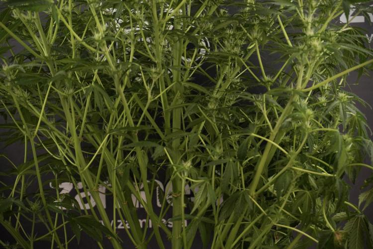 Lemon Cherry Gelato YumYum. Week 8 - LCG Studio Times 