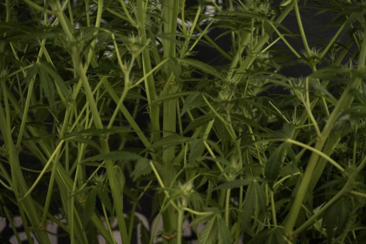 Lemon Cherry Gelato YumYum. Week 8 - LCG Studio Times 