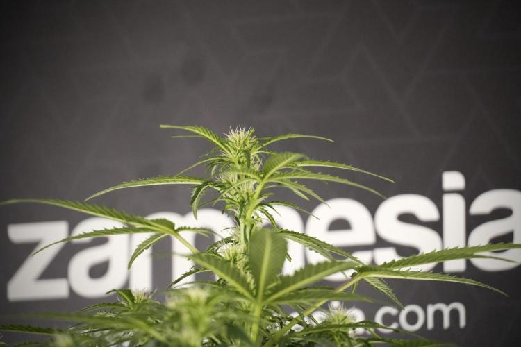 Lemon Cherry Gelato YumYum. Week 8 - LCG Studio Times 