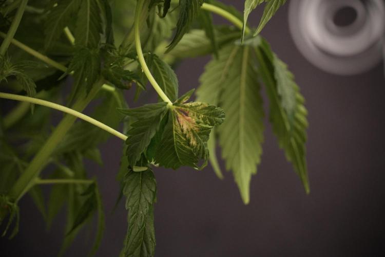 Lemon Cherry Gelato YumYum. Week 8 - LCG Studio Times 