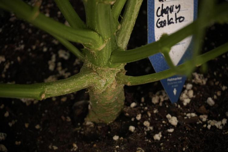 Lemon Cherry Gelato YumYum. Week 8 - LCG Studio Times 