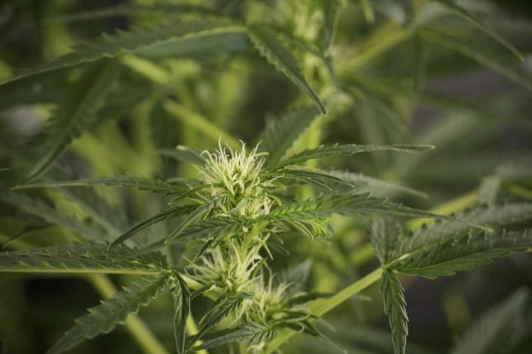 Lemon Cherry Gelato YumYum. Week 8 - LCG Studio Times 